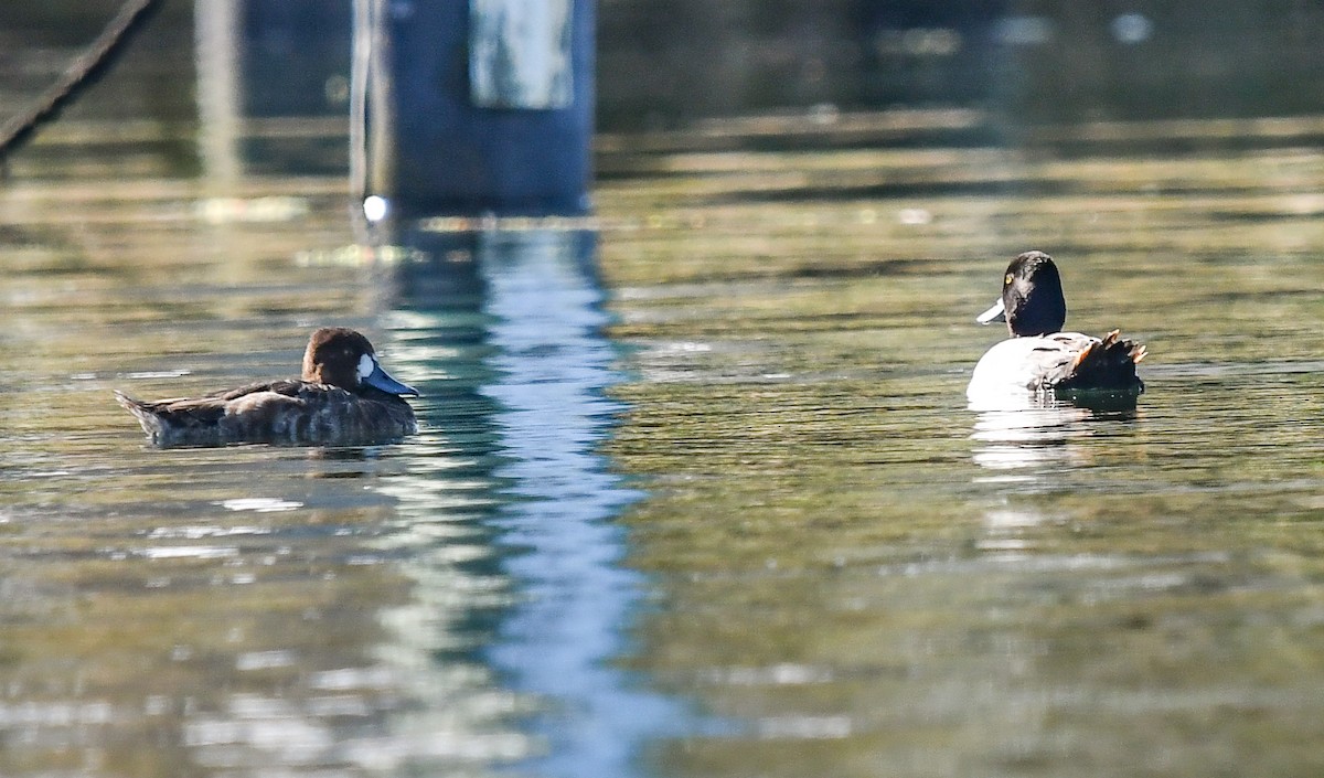 Lesser Scaup - Elaine Thomas