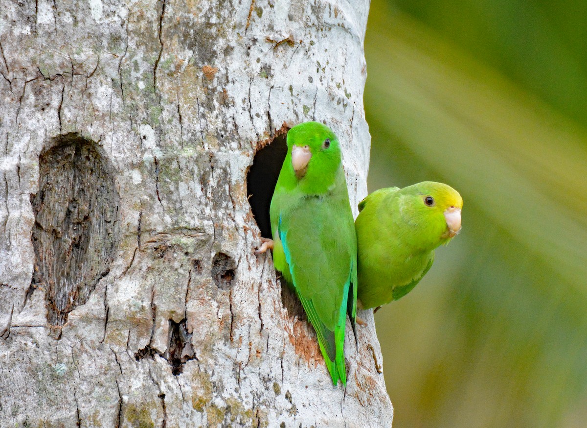 Зелёный воробьиный попугайчик - ML616649541