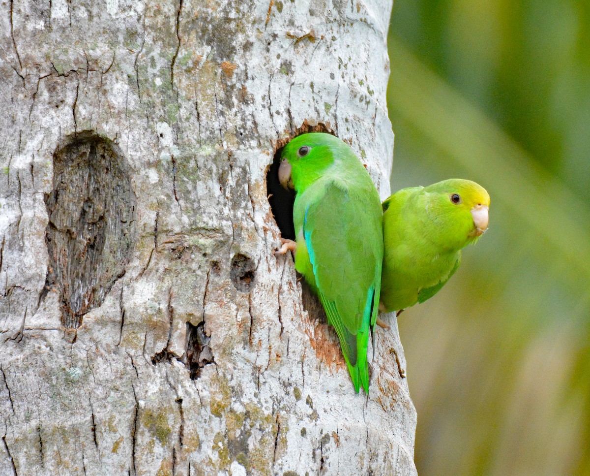 Green-rumped Parrotlet - ML616649542