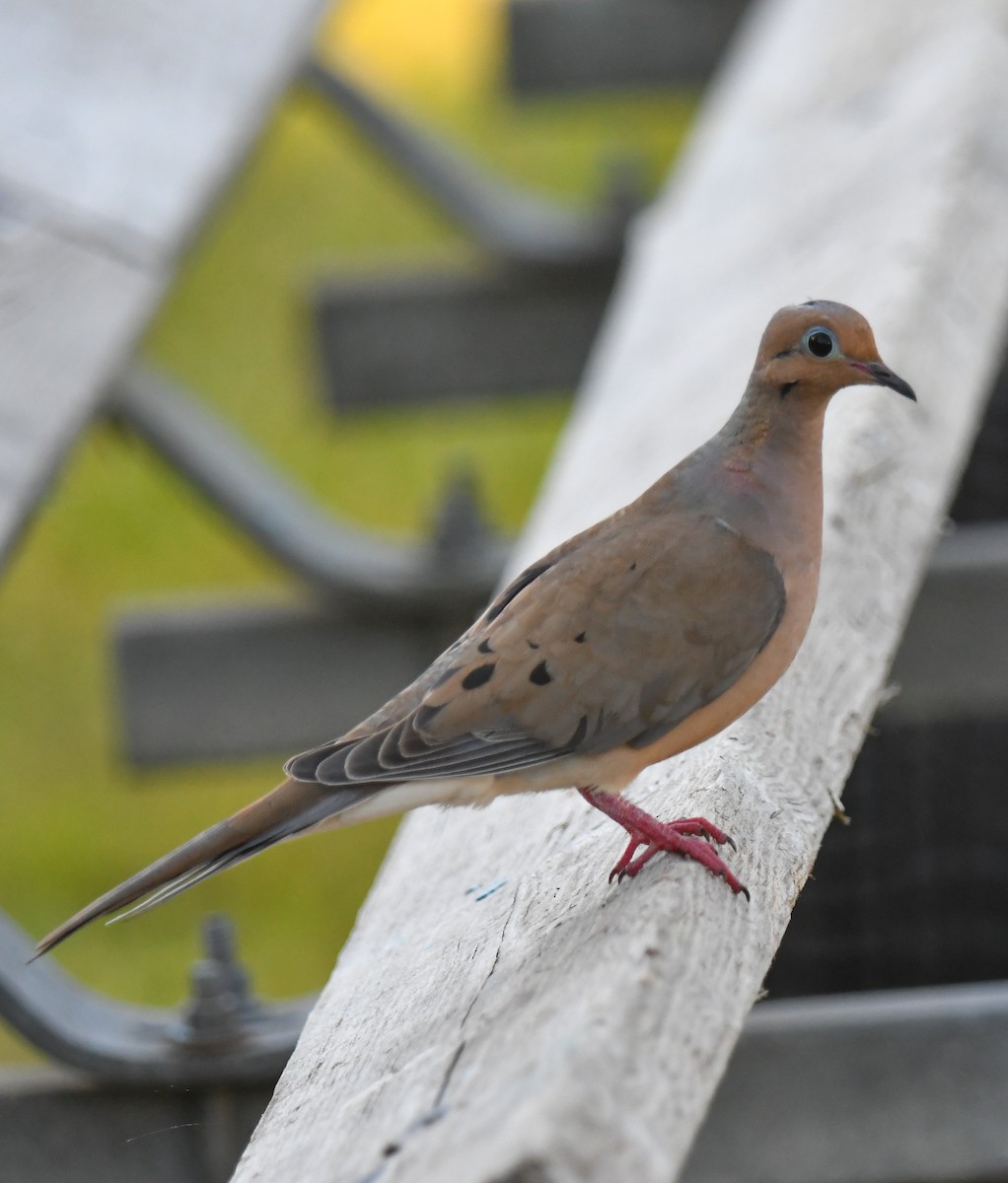 Mourning Dove - ML616649563