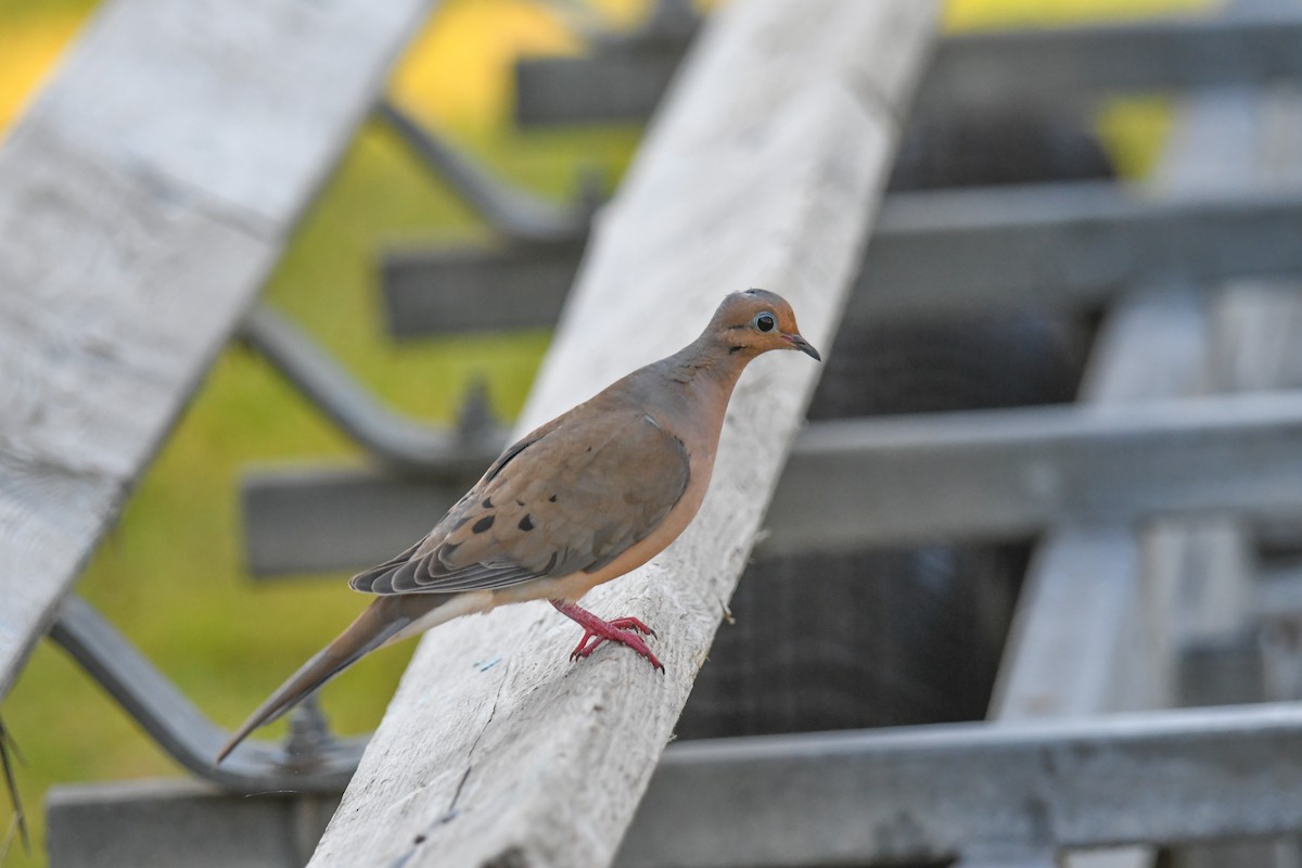 Mourning Dove - ML616649565