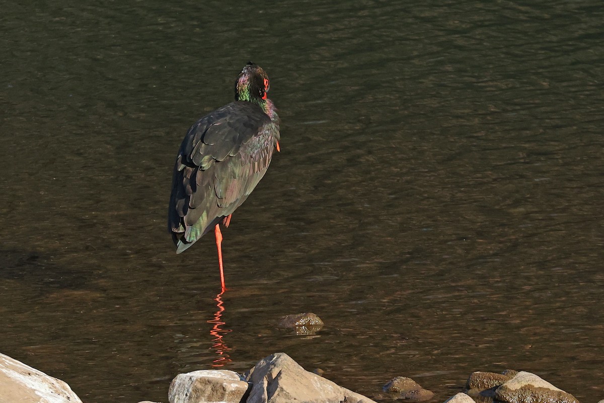 Black Stork - Michael O'Brien