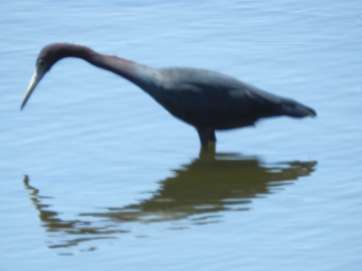 Little Blue Heron - ML616649592