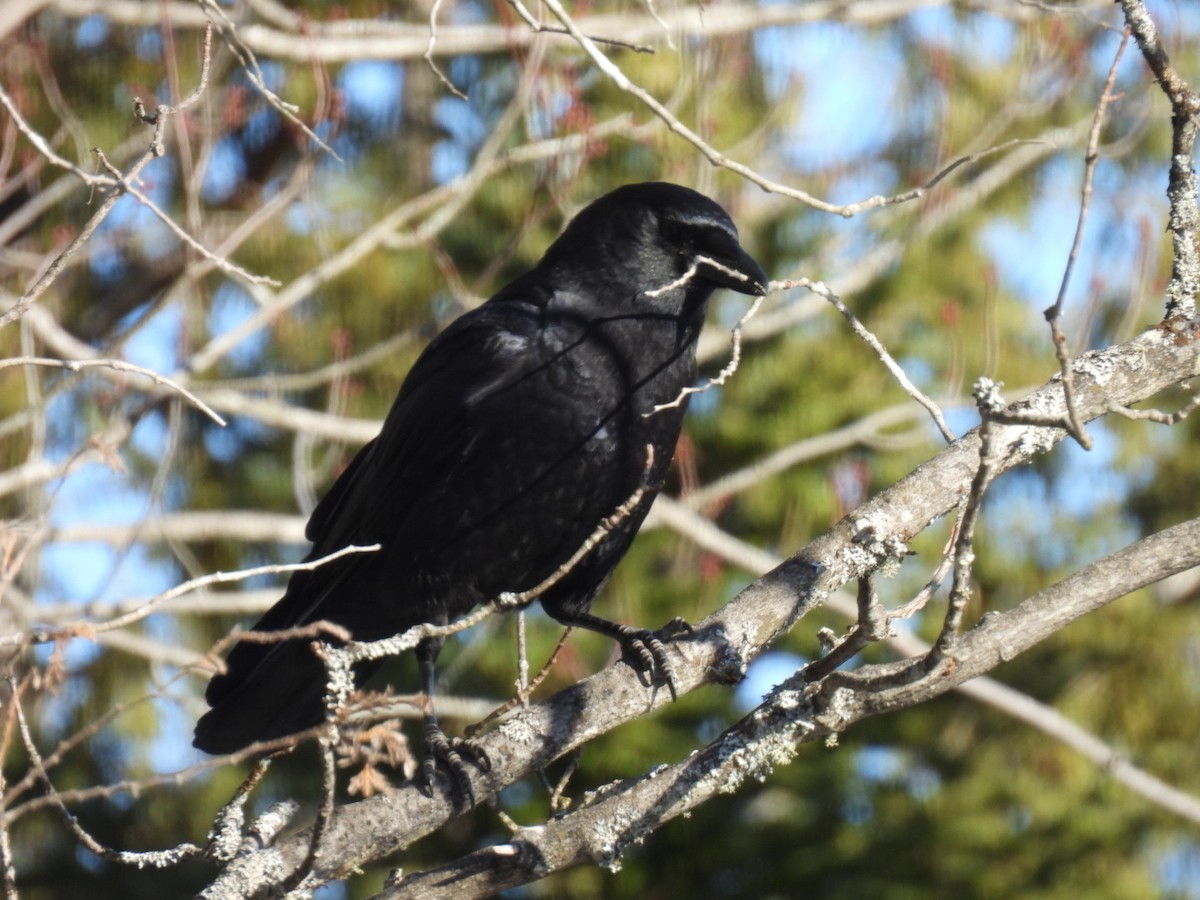 American Crow - ML616649601