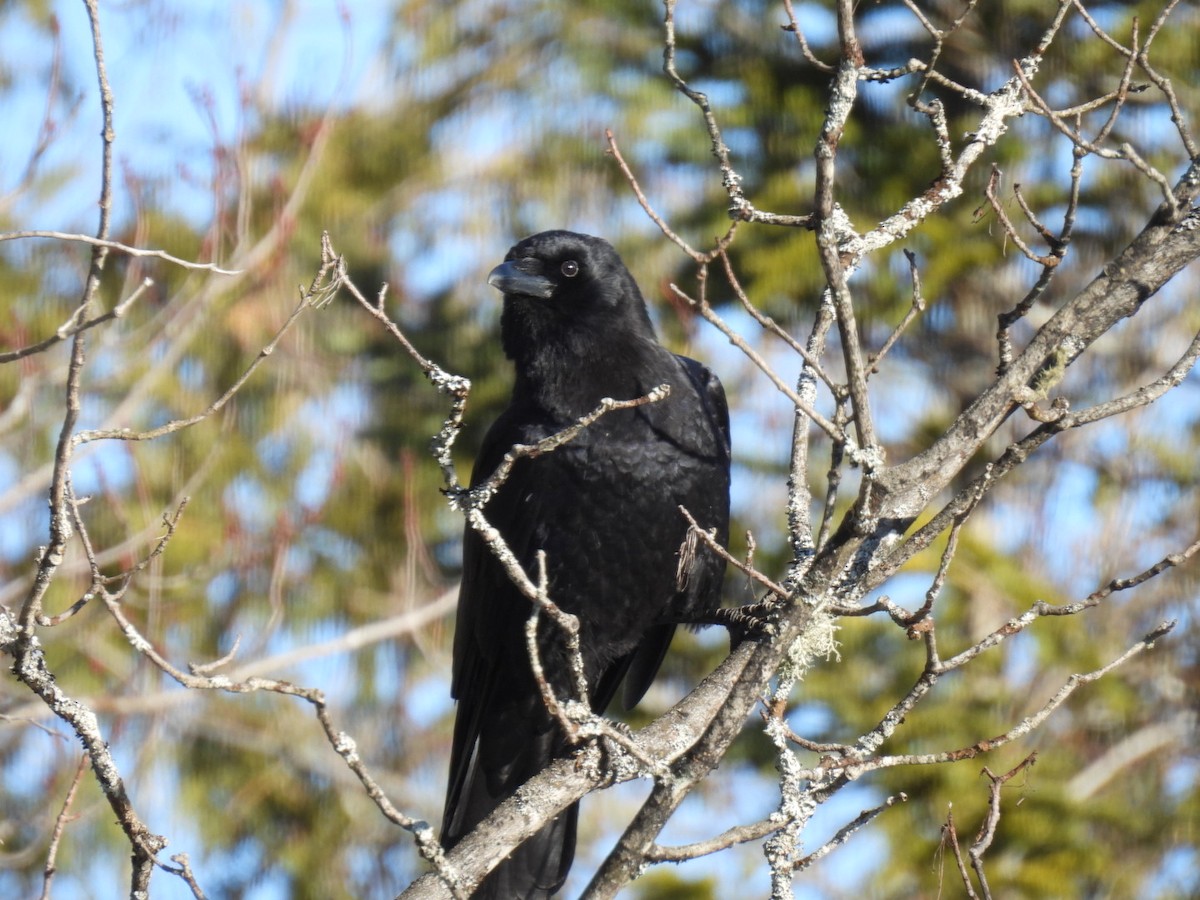 American Crow - ML616649606