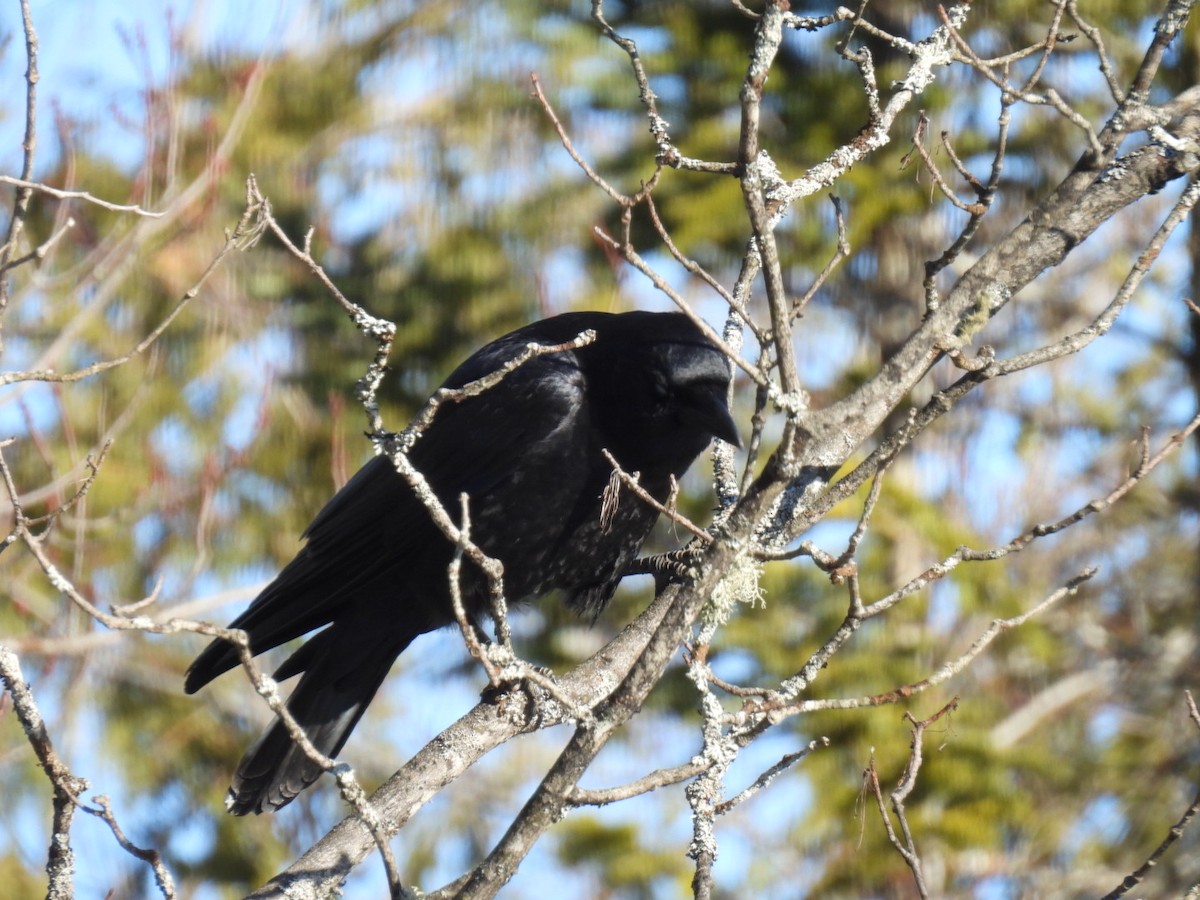 American Crow - ML616649607