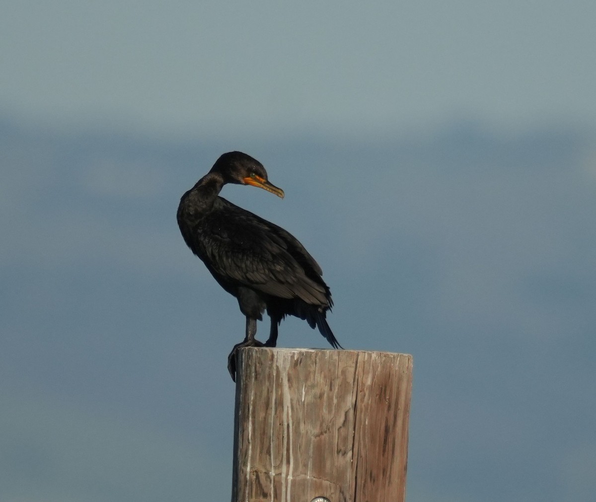 Double-crested Cormorant - ML616649609