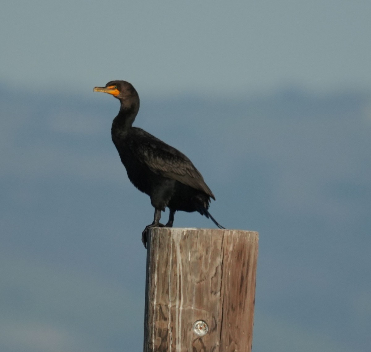 Double-crested Cormorant - ML616649610