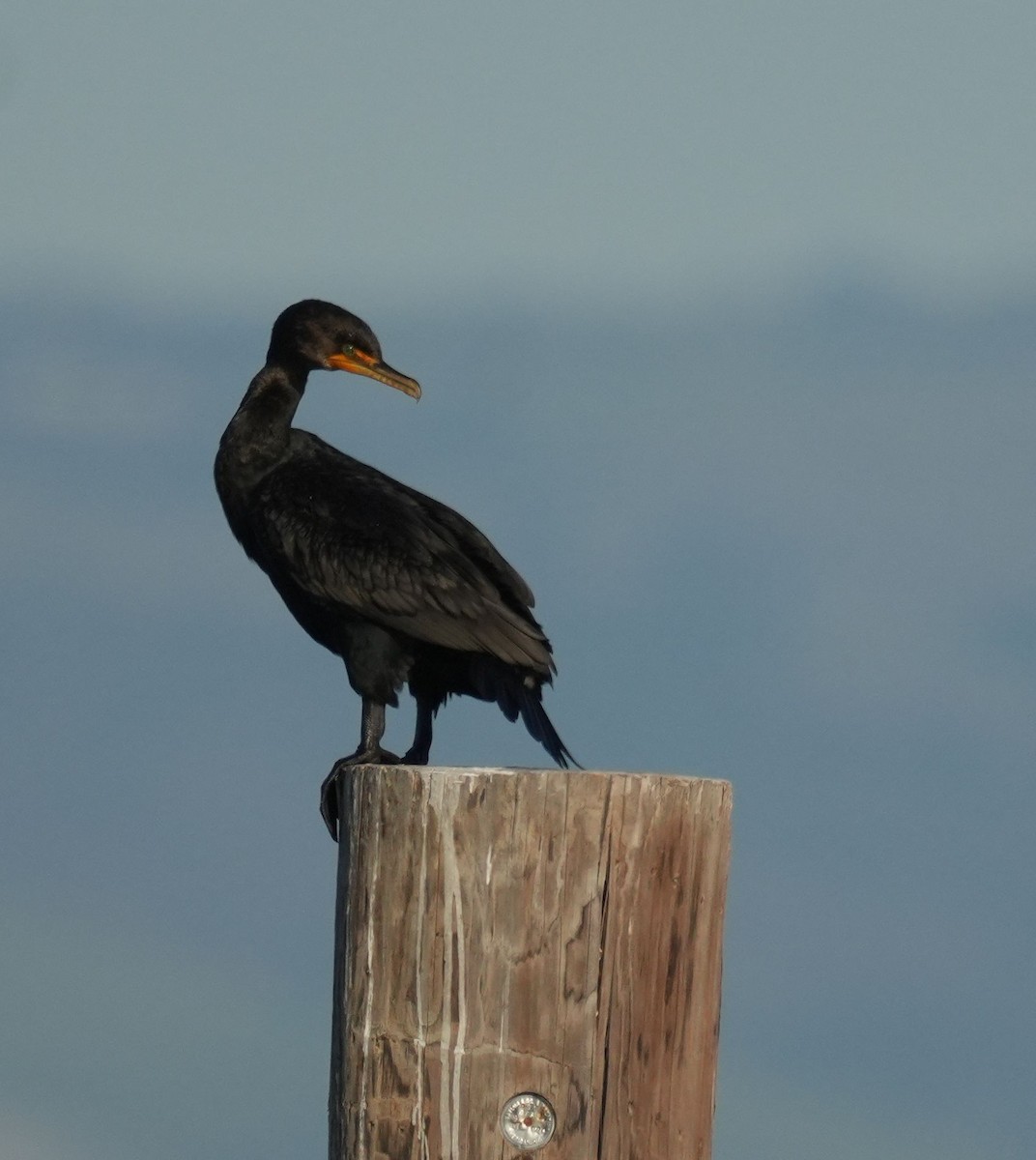 Double-crested Cormorant - Romain Demarly