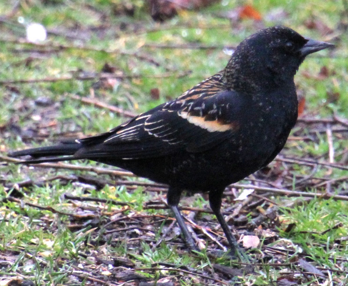 Red-winged Blackbird (Red-winged) - ML616649644