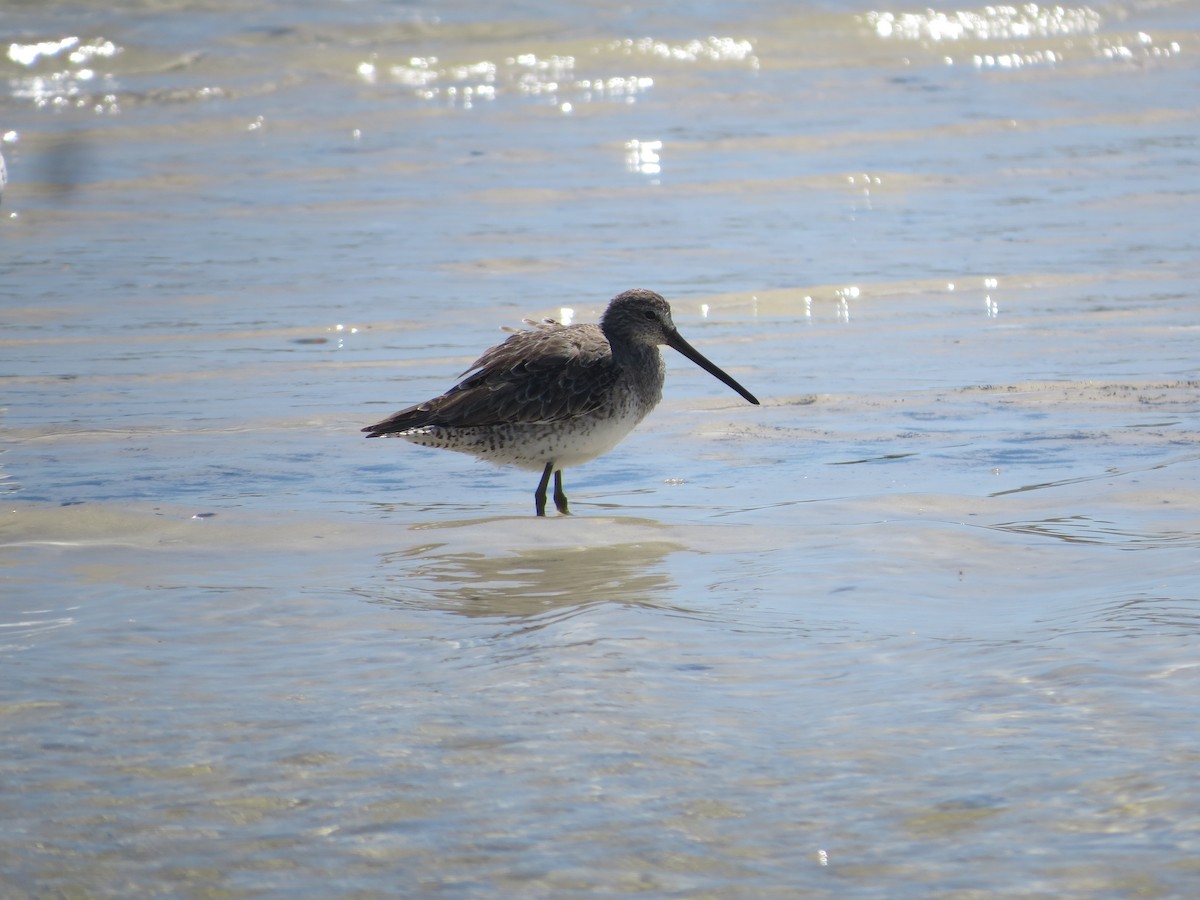 Short-billed Dowitcher - ML616649646