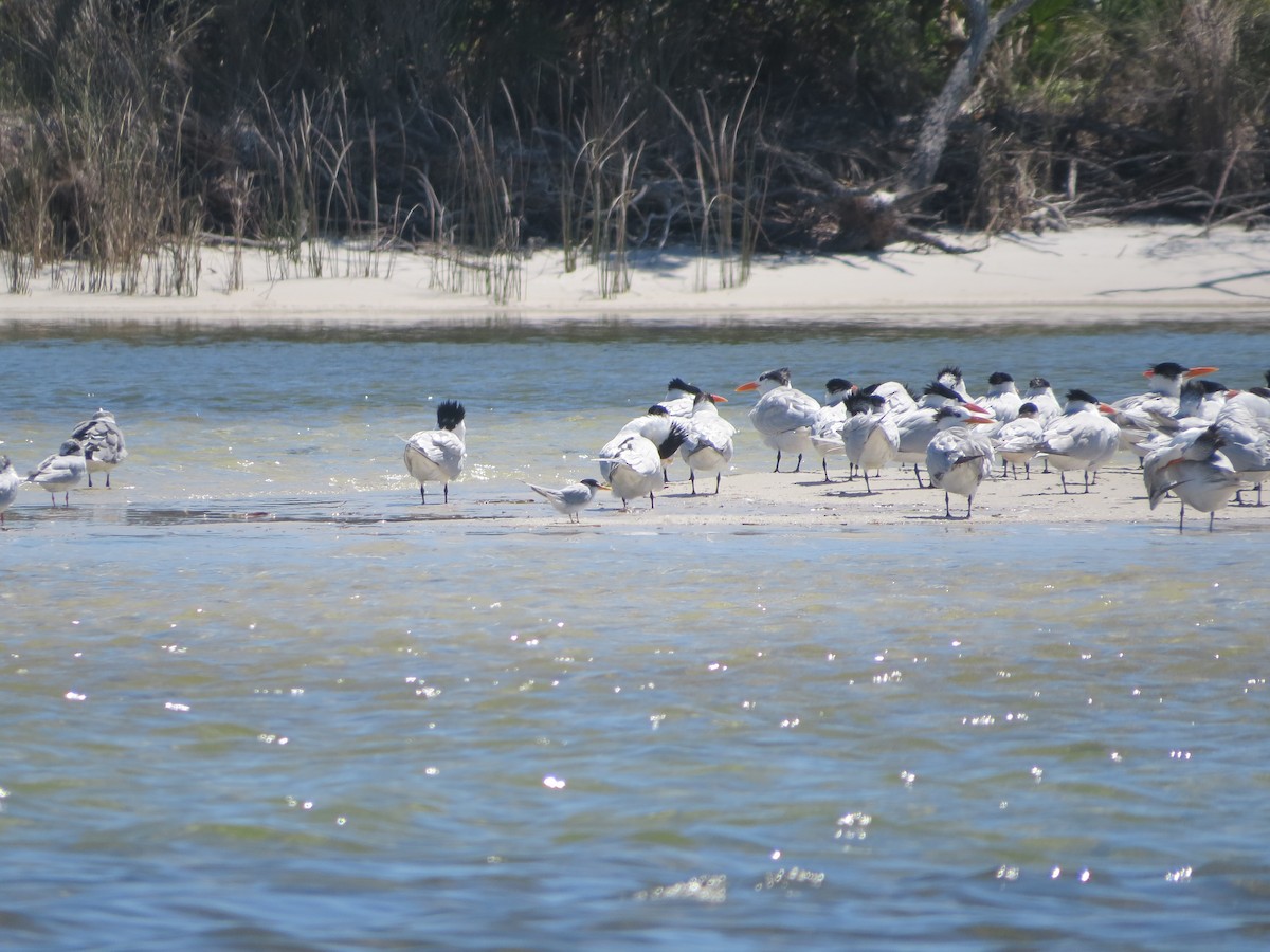 Least Tern - ML616649650