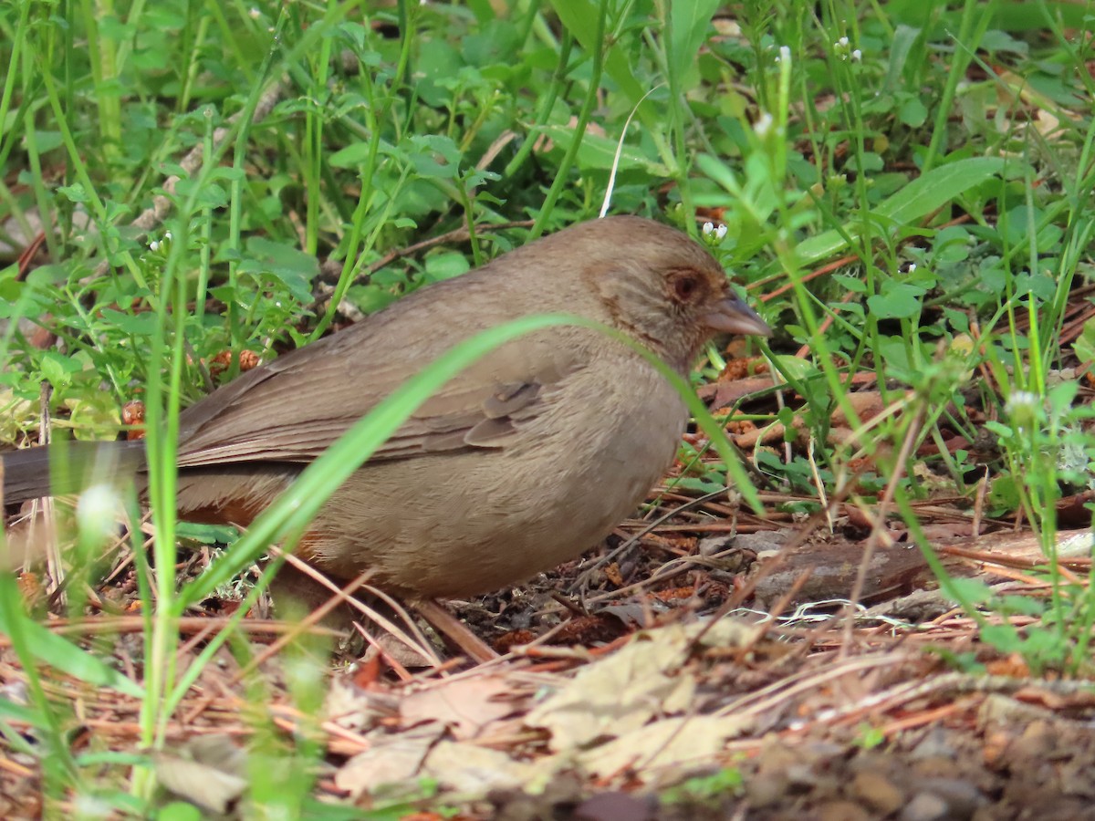 California Towhee - Kathy Dale