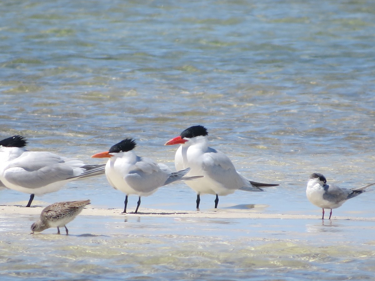 Caspian Tern - ML616649659