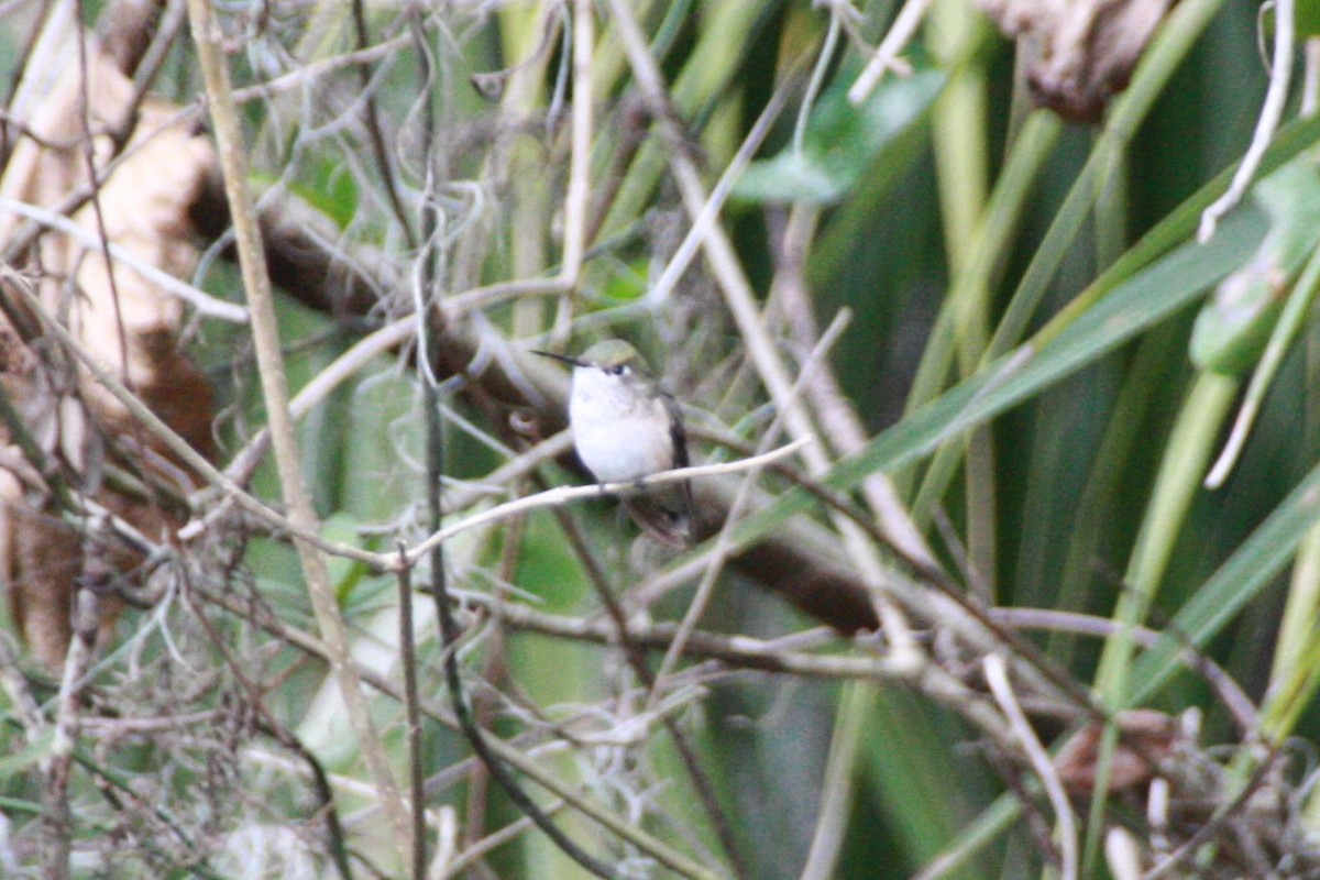 Calliope Hummingbird - ML616649677