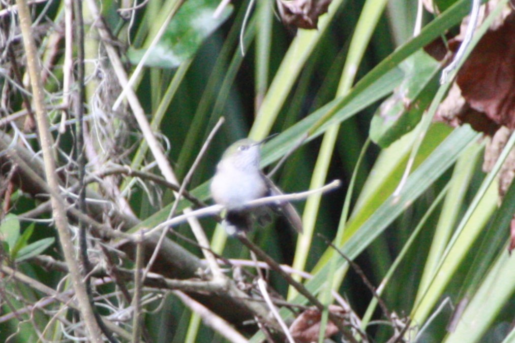 Calliope Hummingbird - ML616649678