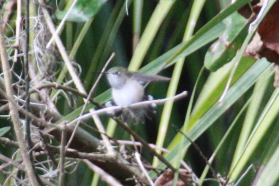 Calliope Hummingbird - ML616649679