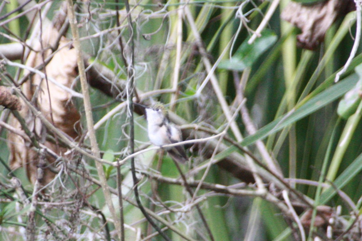 Calliope Hummingbird - ML616649680