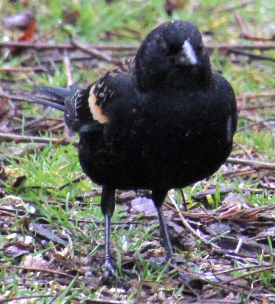 Red-winged Blackbird (Red-winged) - ML616649681
