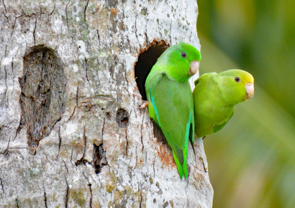 Green-rumped Parrotlet - ML616649686