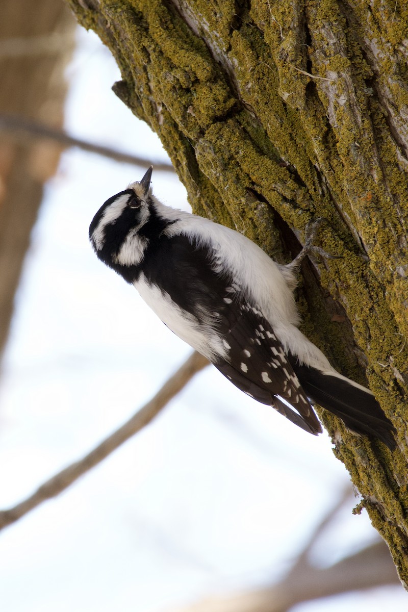 Downy Woodpecker - ML616649708