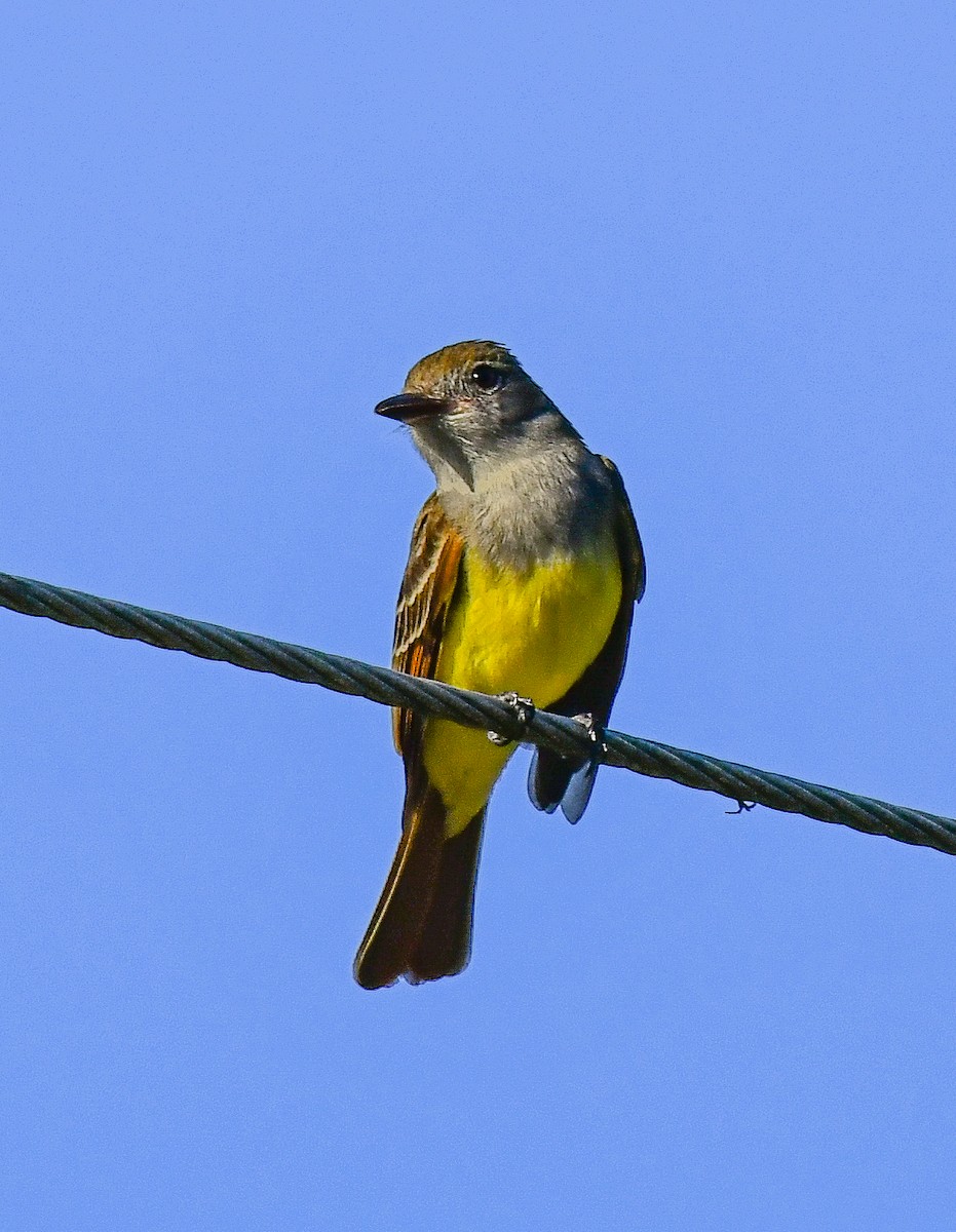 Great Crested Flycatcher - ML616649730