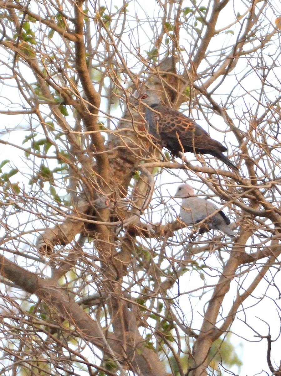 Adamawa Turtle-Dove - Carlos Alberto Ramírez