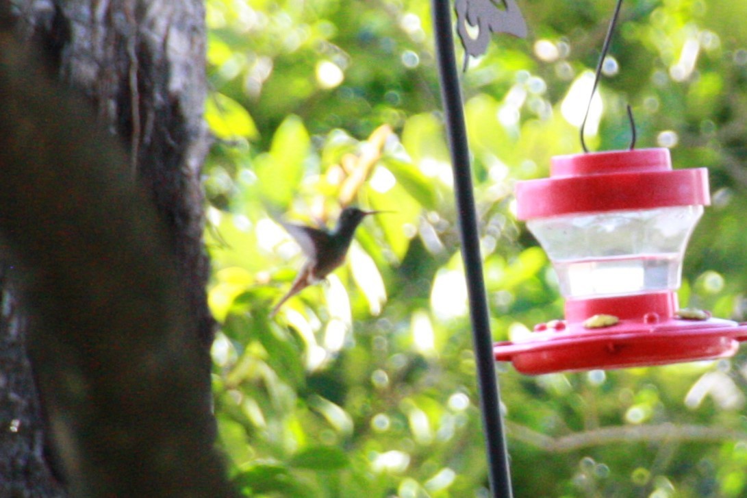 Buff-bellied Hummingbird - ML616649829