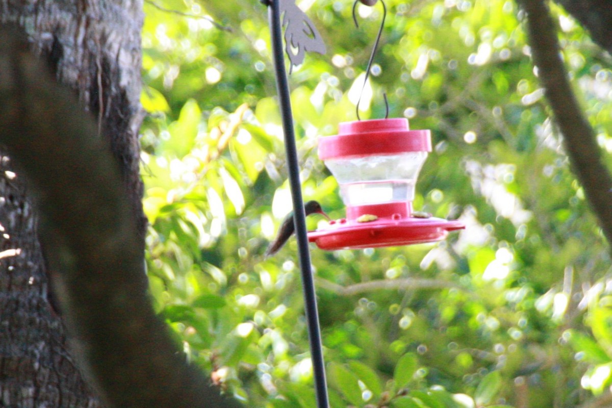 Buff-bellied Hummingbird - ML616649830