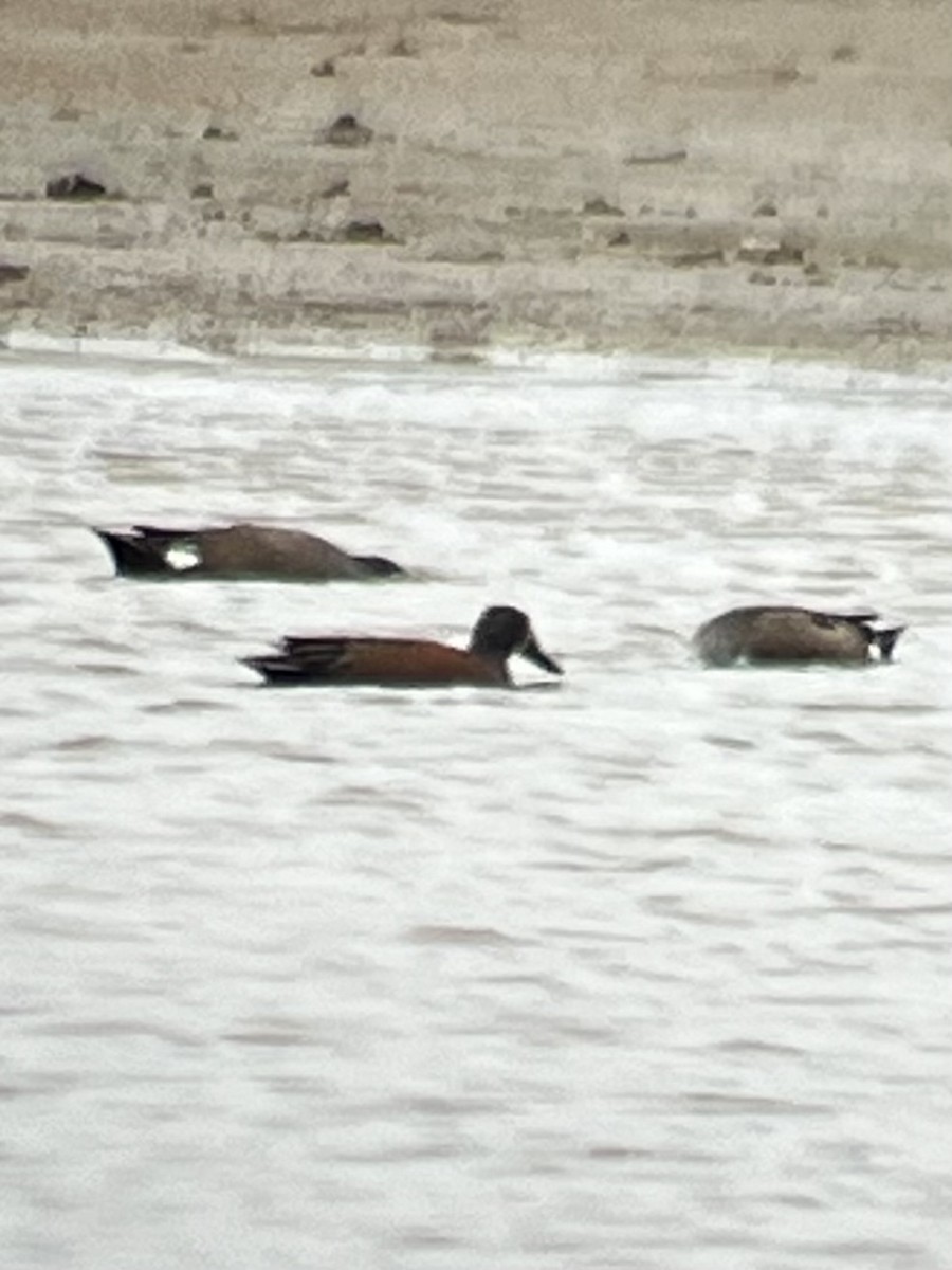 Blue-winged x Cinnamon Teal (hybrid) - ML616649915