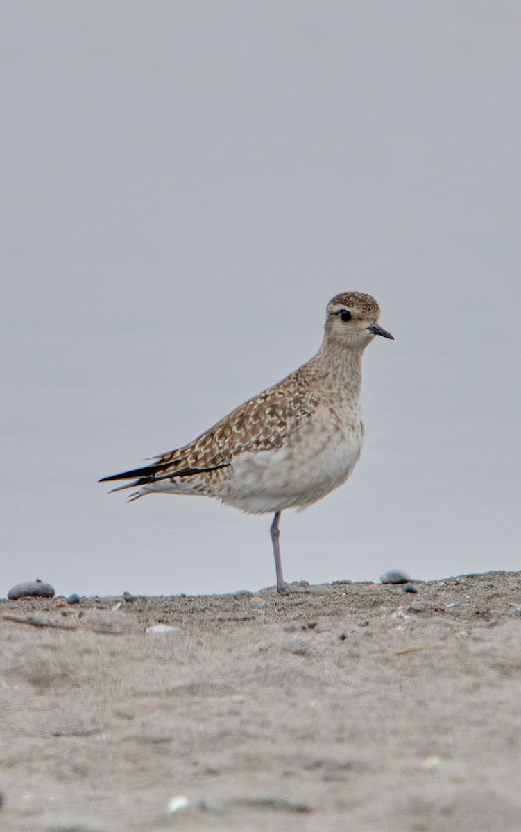 American Golden-Plover - ML616649924