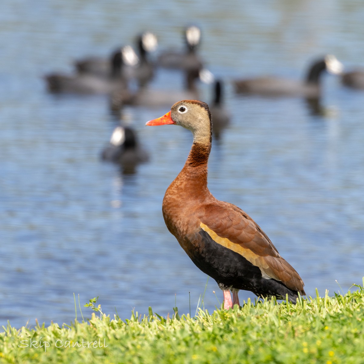 Black-bellied Whistling-Duck - ML616649926