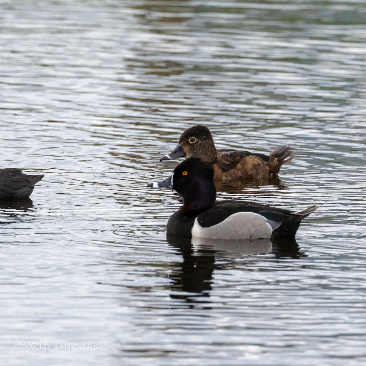 Ring-necked Duck - ML616649939