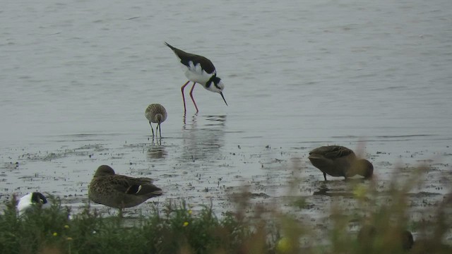 Short-billed Dowitcher - ML616649949