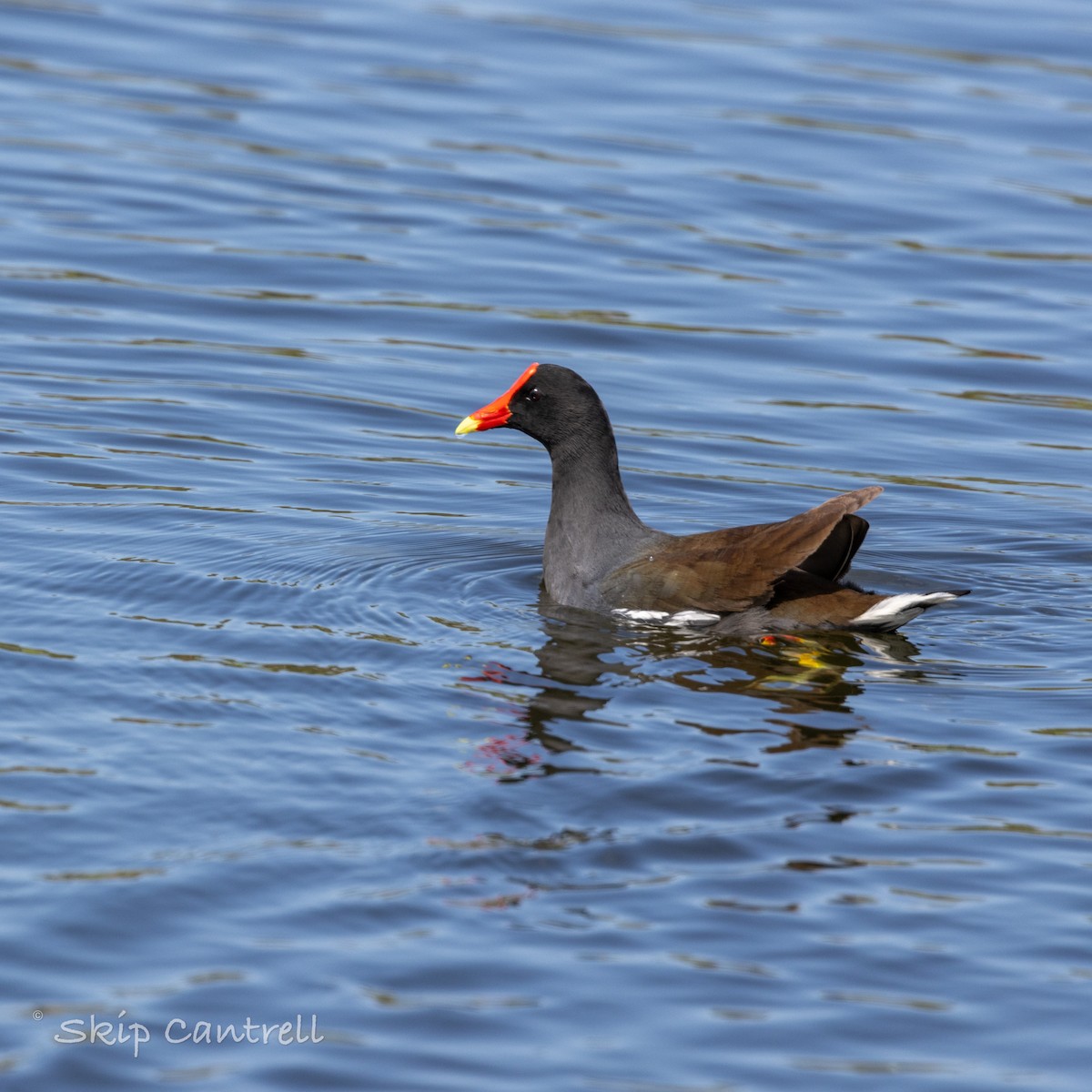Common Gallinule - ML616649950