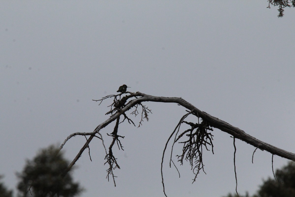 Anna's Hummingbird - ML616649965