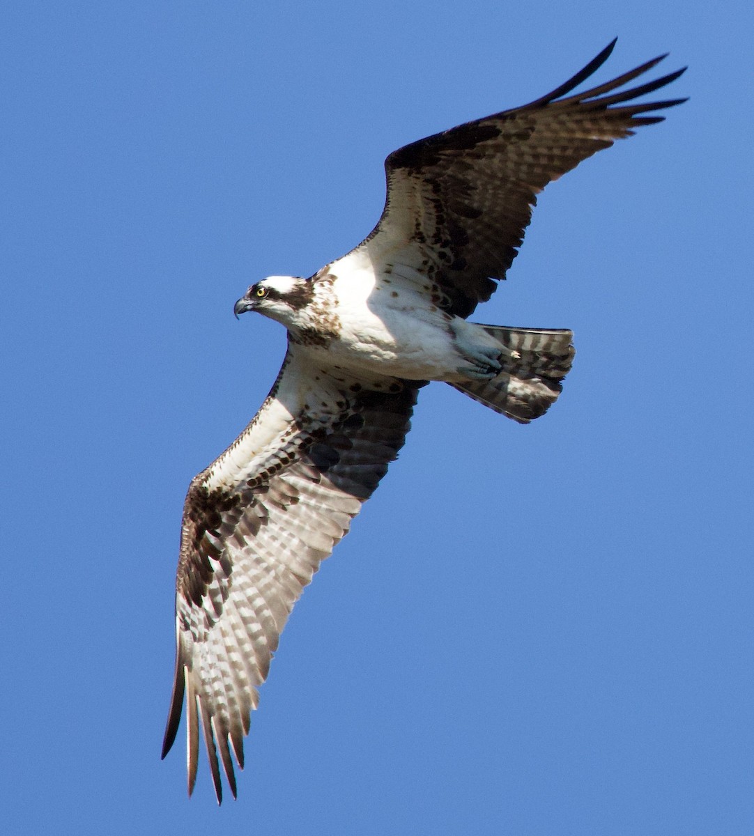 Águila Pescadora - ML616649966