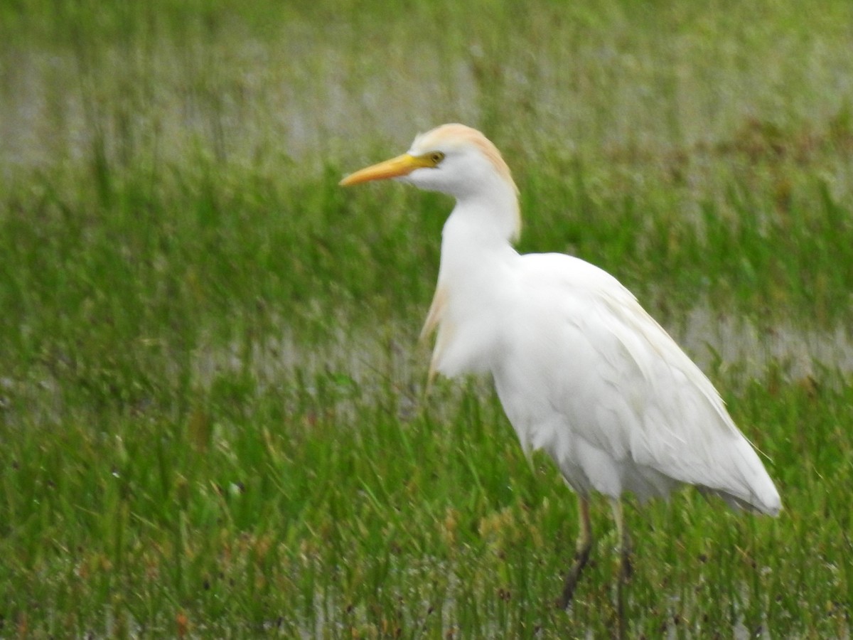 Western Cattle Egret - ML616649972