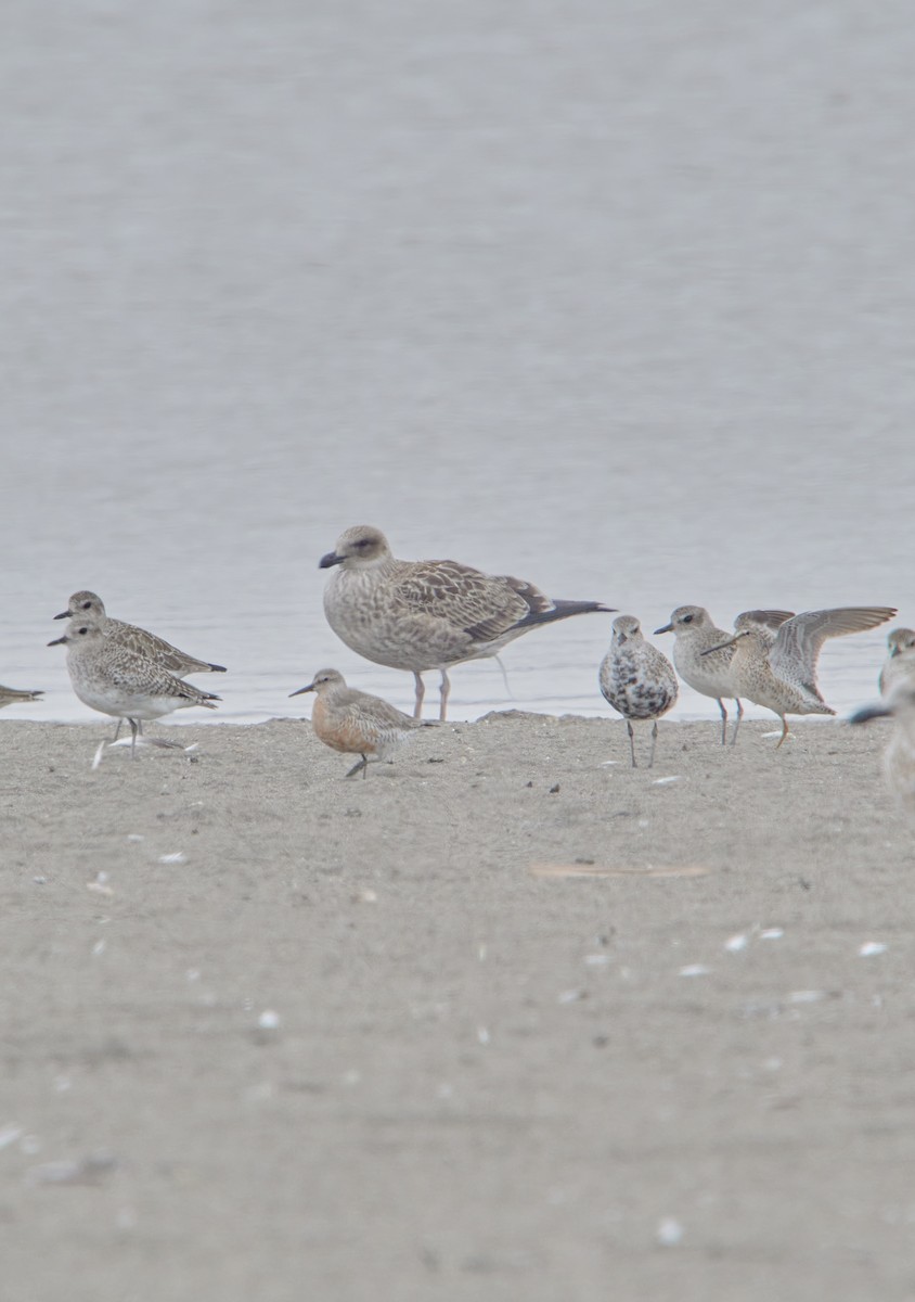 Red Knot - ML616649975