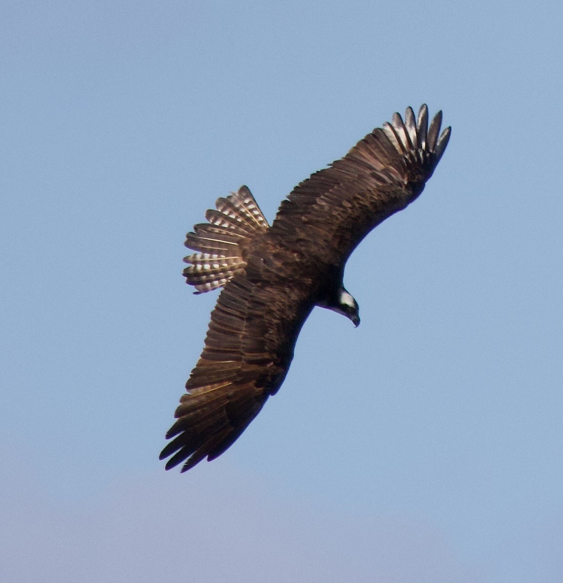 Águila Pescadora - ML616649978