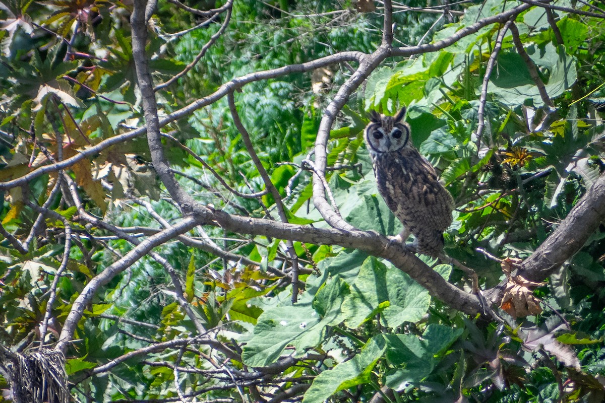 Striped Owl - ML616649991
