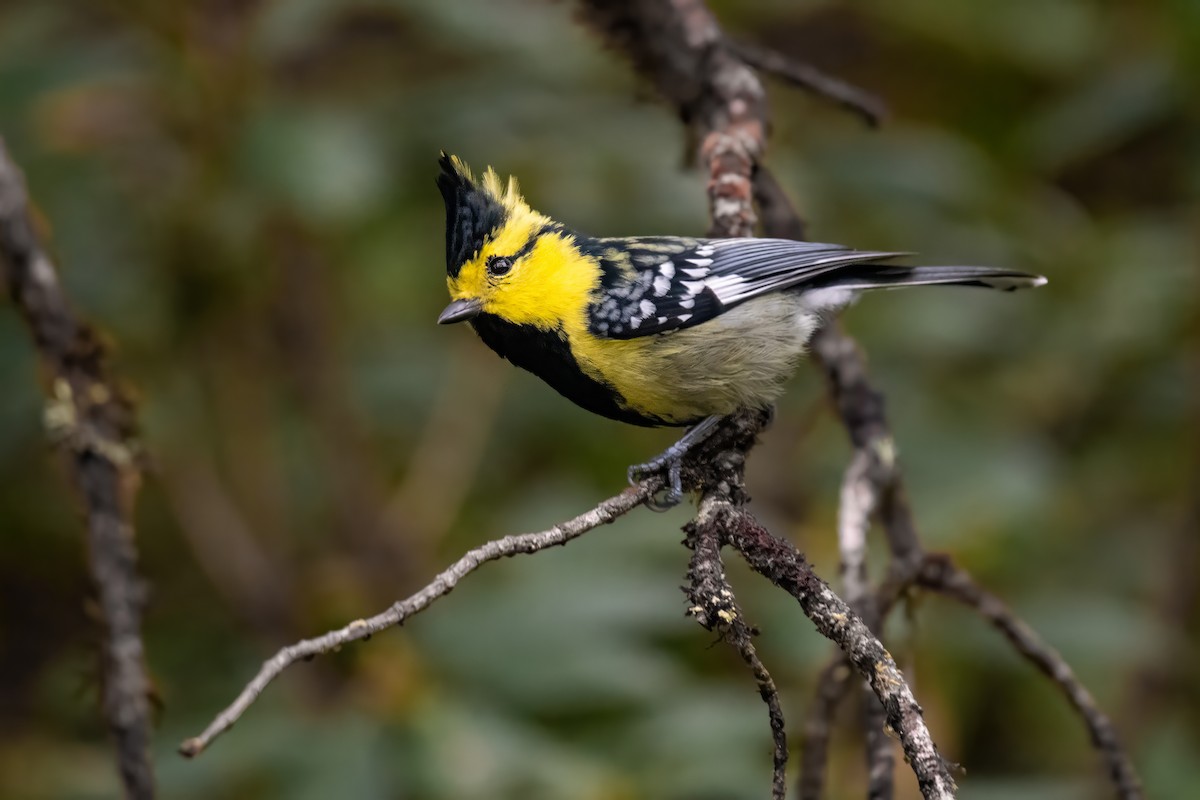Yellow-cheeked Tit - Dominic More O’Ferrall
