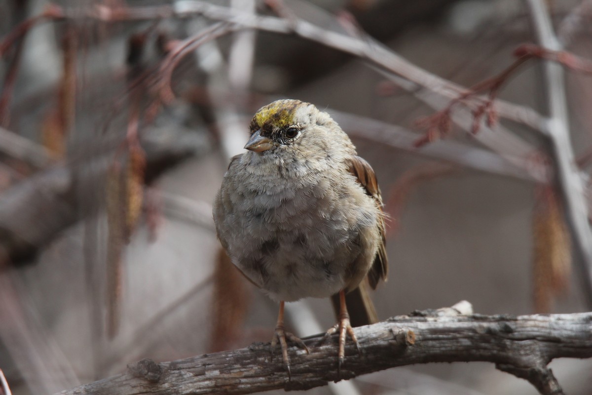 Golden-crowned Sparrow - Jocelyn Pyne