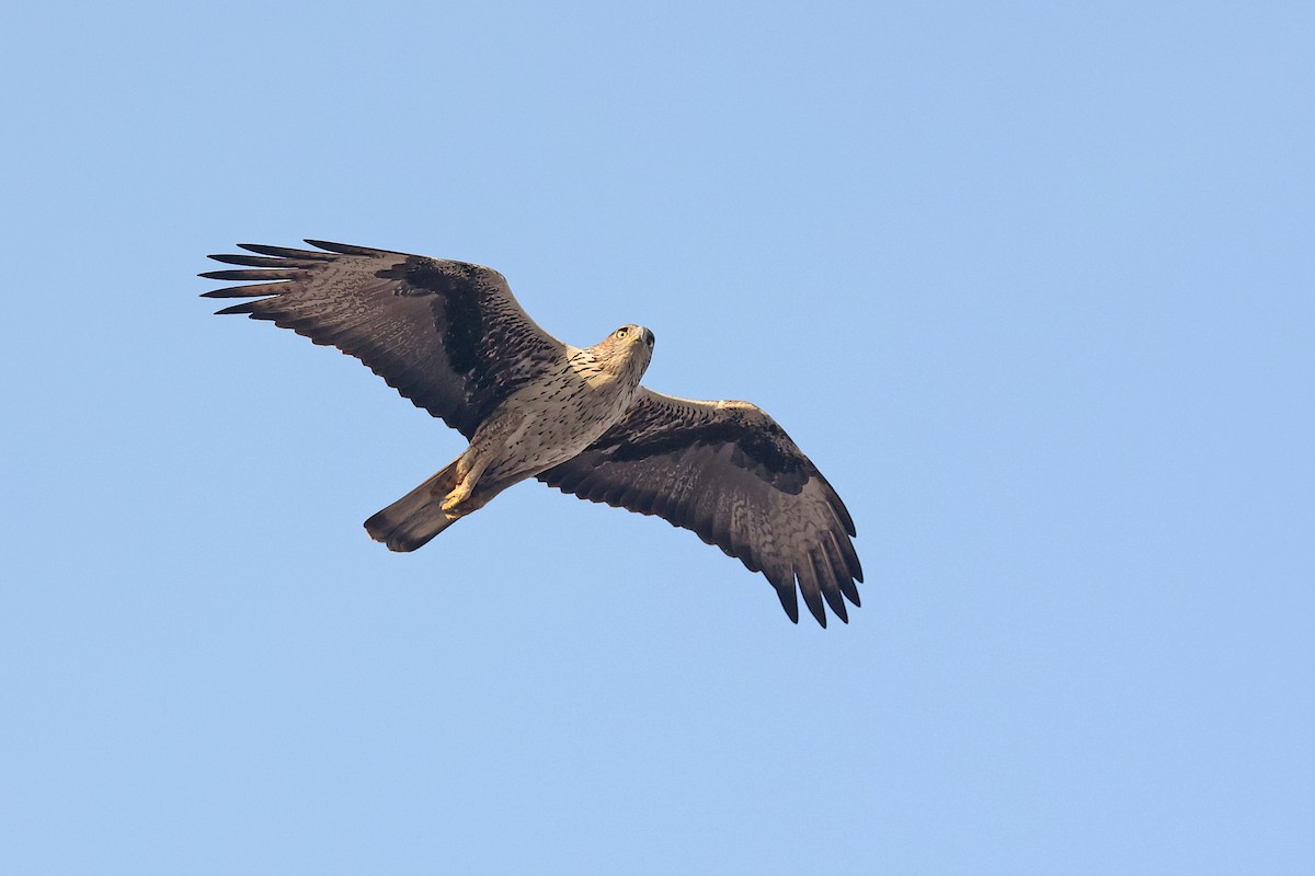 Bonelli's Eagle - ML616650071