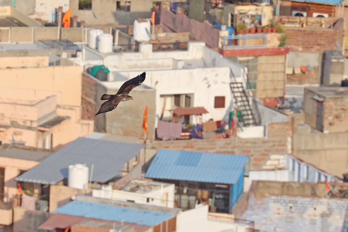 Bonelli's Eagle - ML616650073