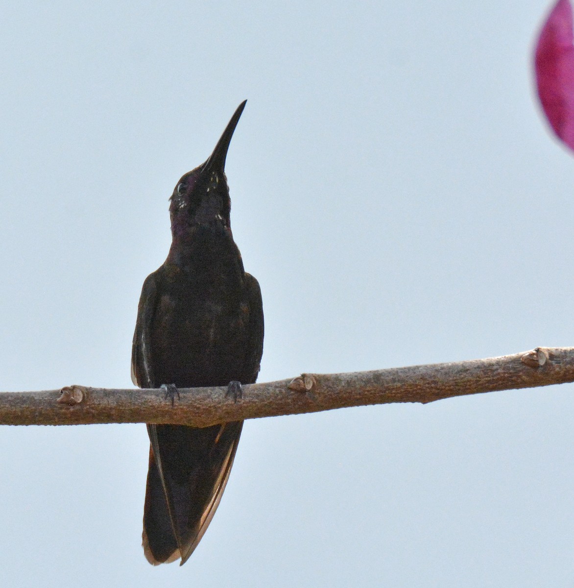 kolibřík jamajský - ML616650101