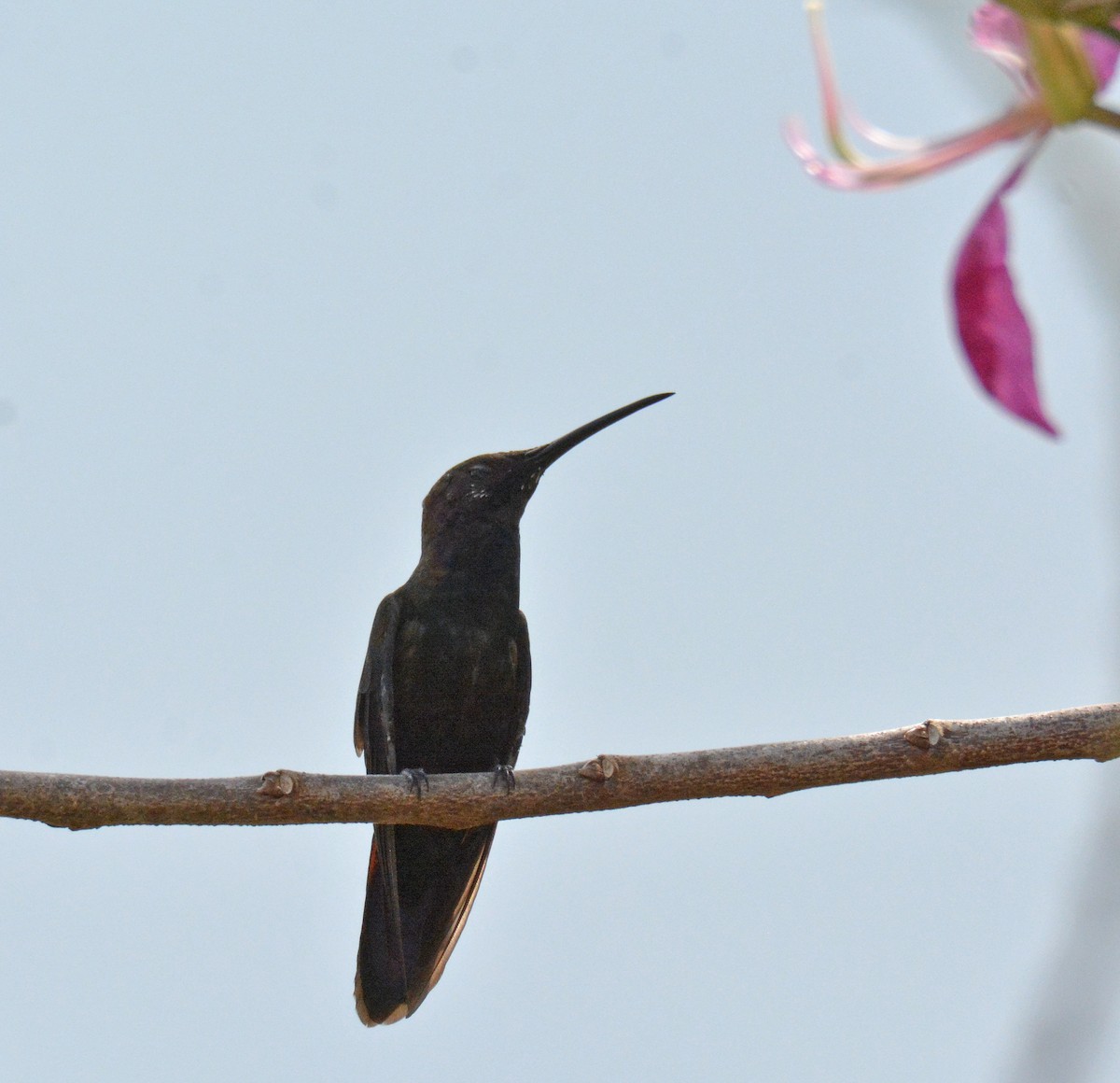 kolibřík jamajský - ML616650102