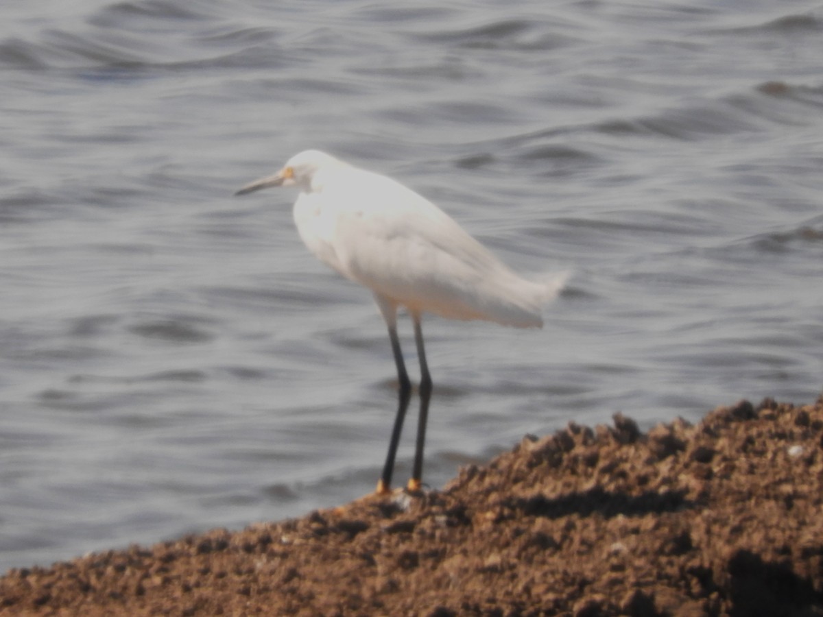 Snowy Egret - ML616650109