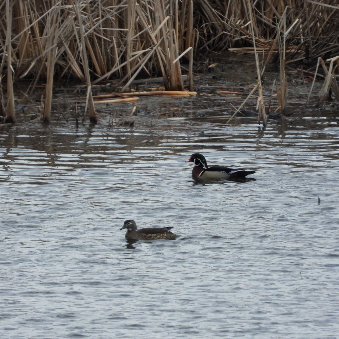 Wood Duck - ML616650238