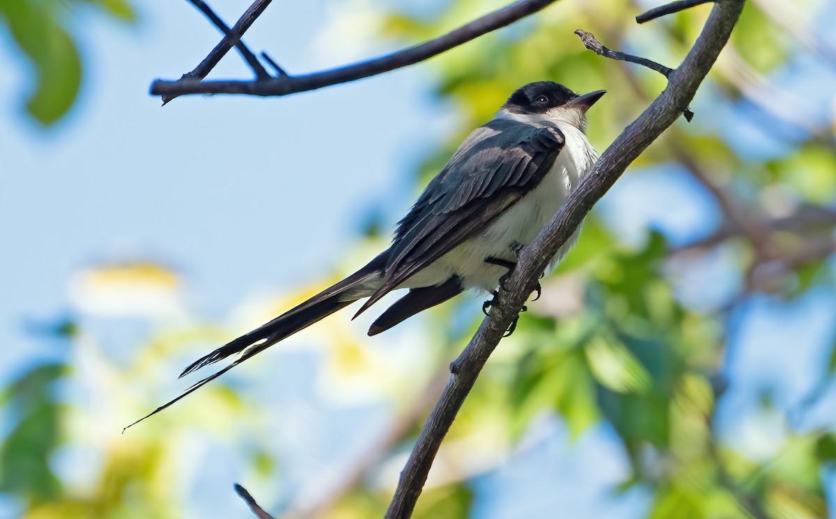 Fork-tailed Flycatcher - ML616650242